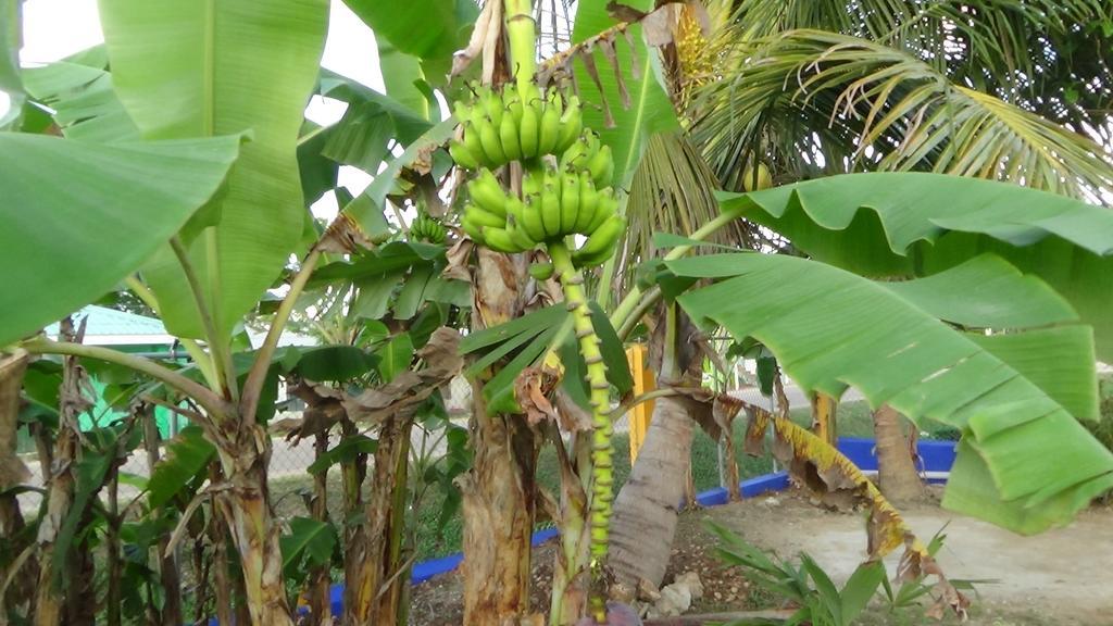 Hacienda Tropical Guest House Belmopan Dış mekan fotoğraf